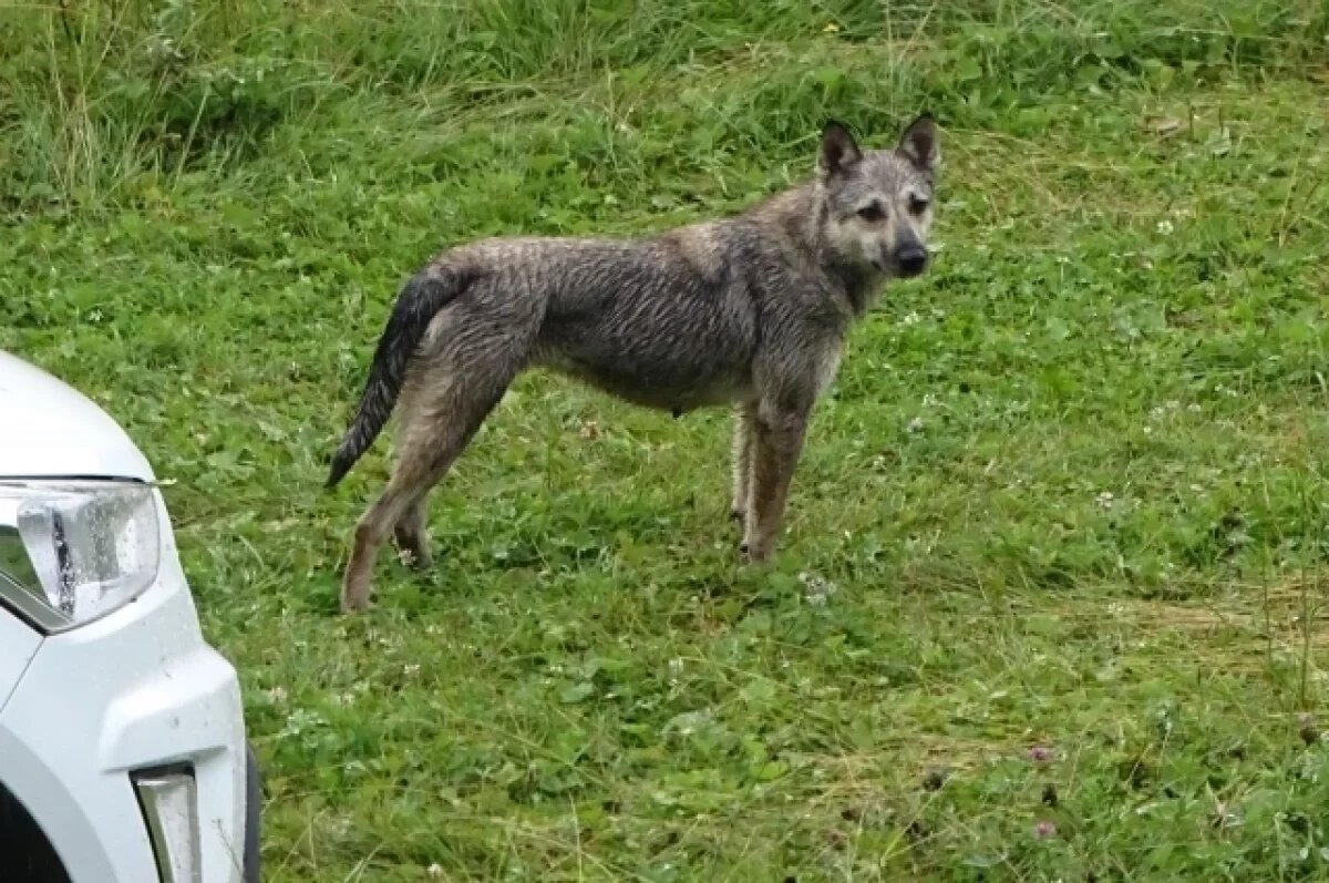    На Большой Озерной водитель тащил привязанную собаку за машиной