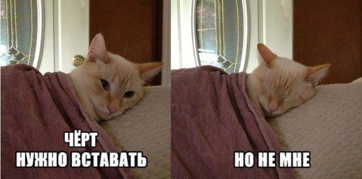 завидуете своему коту?