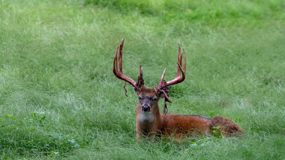     Фото: Karel Bock/Shutterstock/FOTODOM