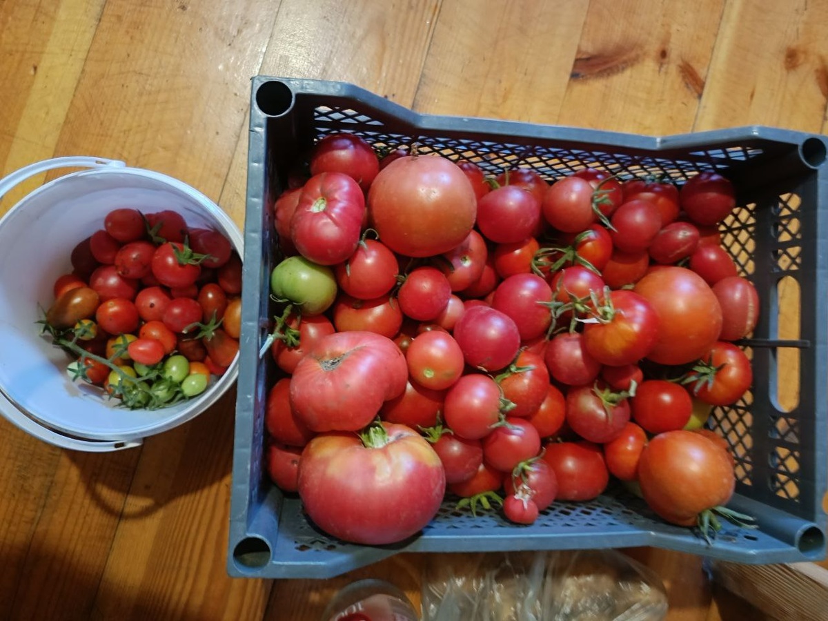 дачная помидора