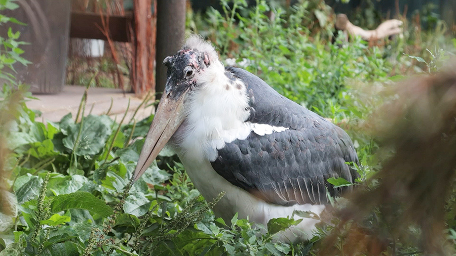    ©АО "ТВ Центр"