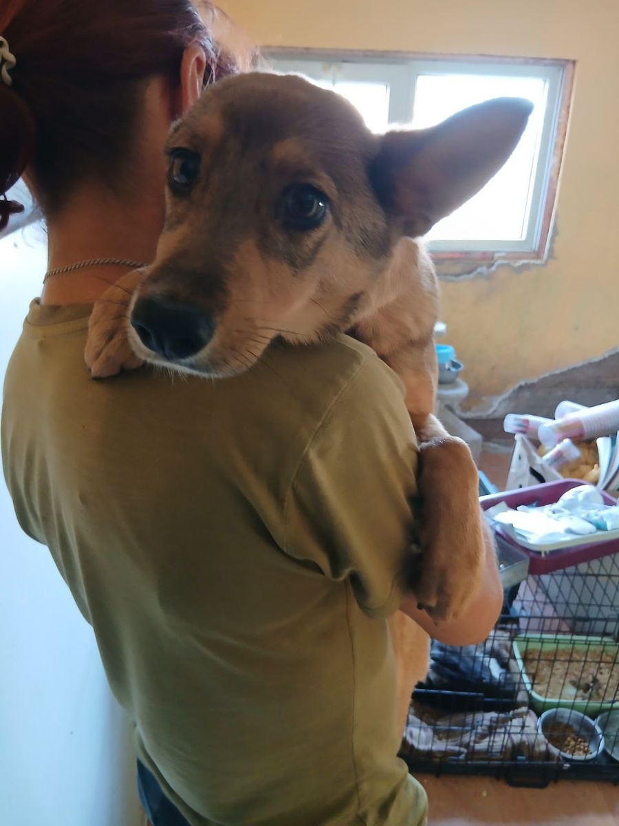 Щенок, девочка, примерно 5 месяцеы, на улице получила травму, ушиб лапки и мордочки, теперь она в приюте Ананда