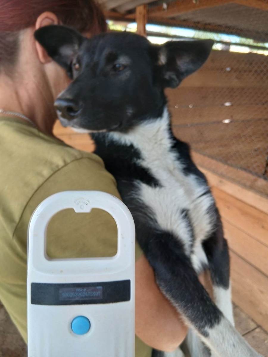 Одна из малышек найденных на дороге, ей примерно 5-6 месяцев, её привили и чипировали, как и остальных двух малышек, найденных вместе с ней  и девочку с травмированной лапкой и мордочкой