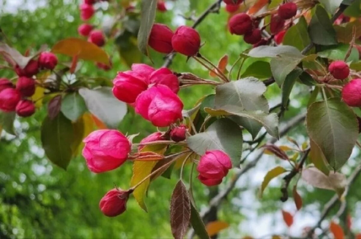    В выходные в Калининграде ожидают похолодание