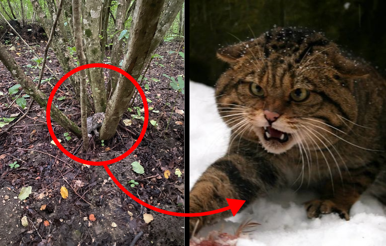 Типичный переход из детства в подростковый возраст глазами родителей. 