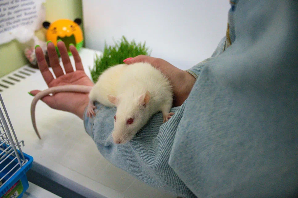 Мышка Ванилька