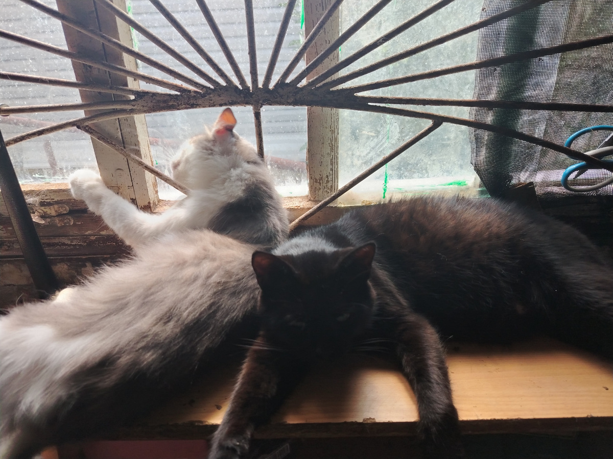 Тотоша (слева) и Левчик отдыхают в сенцах. 