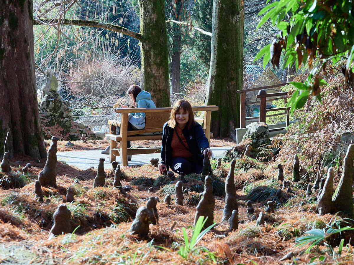 Болотные кипарисы в парке Сочинского Дендрария