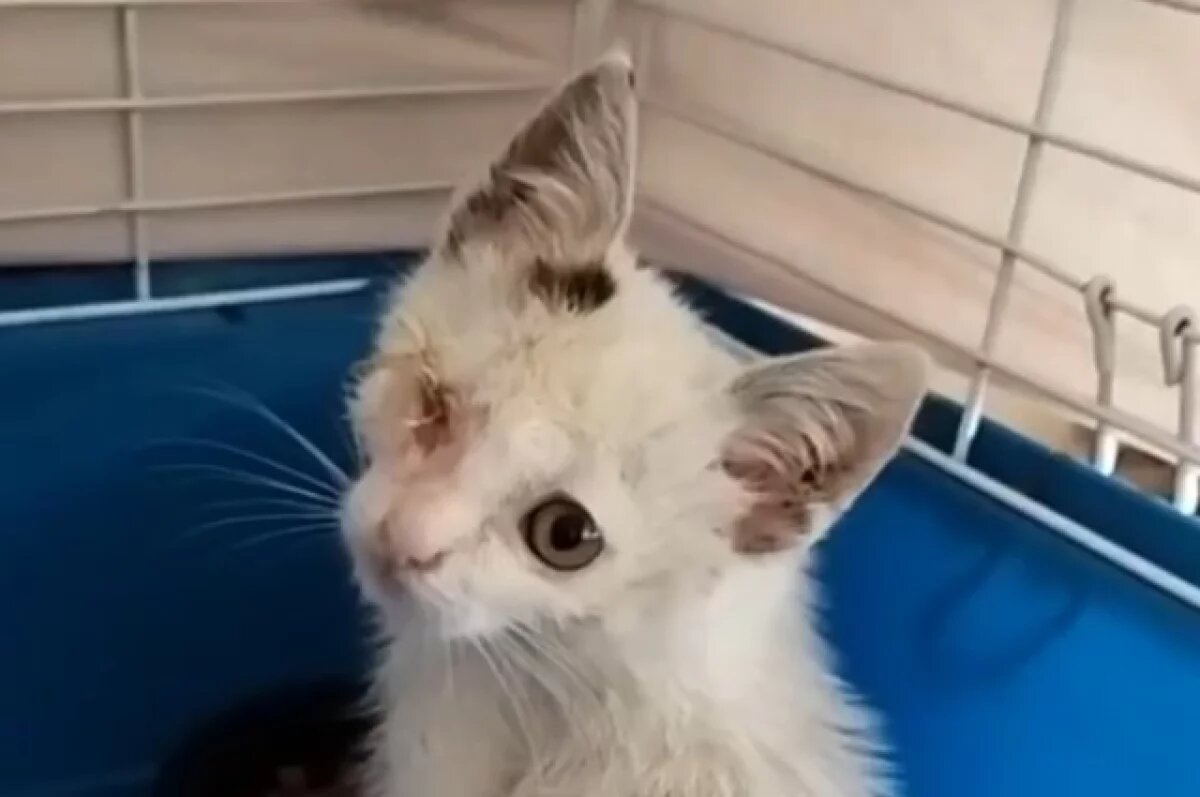    В Твери экстренно прооперировали котёнка с лопнувшим глазиком