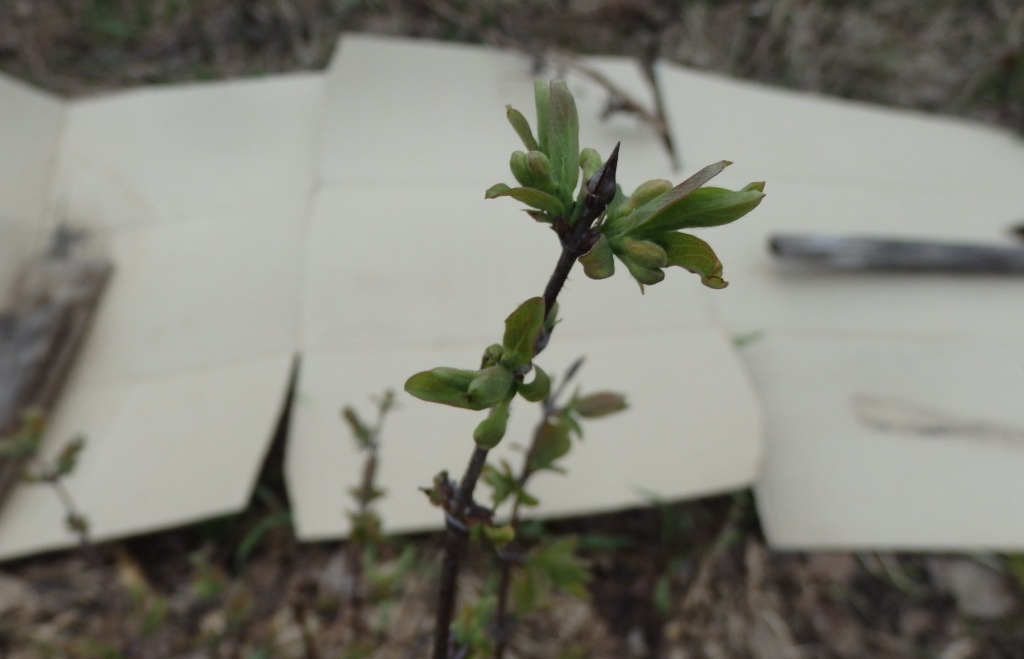 Повторное цветение жимолости 