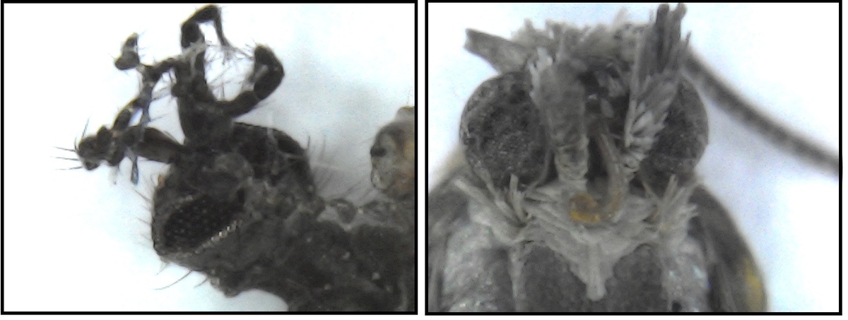 Комар и мотылёк, найденные у окна весной. Сильно повреждены, не хватает усов или они деформированы. 