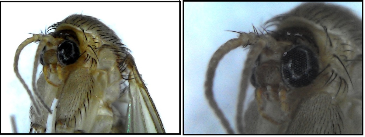 Грусть в потухших глазах.