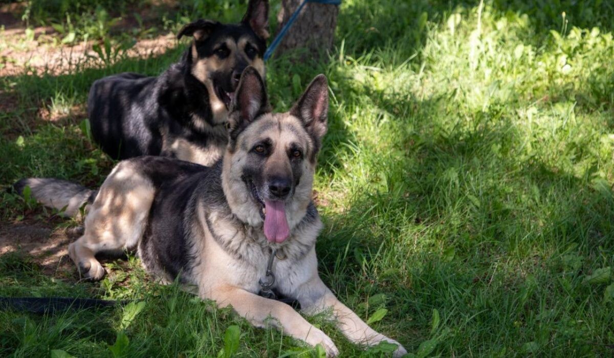     Служебная овчарка — участник программы «Парк Победы. Главный патриотический» Источник: victorymuseum.ru Автор фото: Пресс-служба Музея Победы