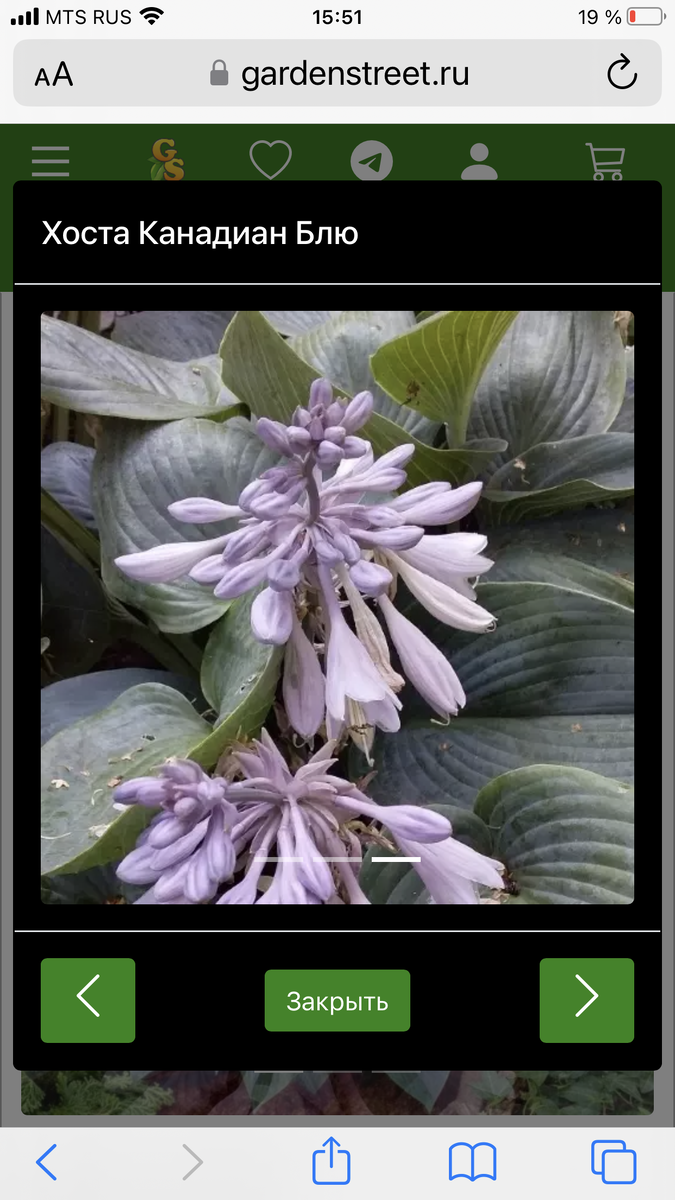 Хоста Канадиан Блю