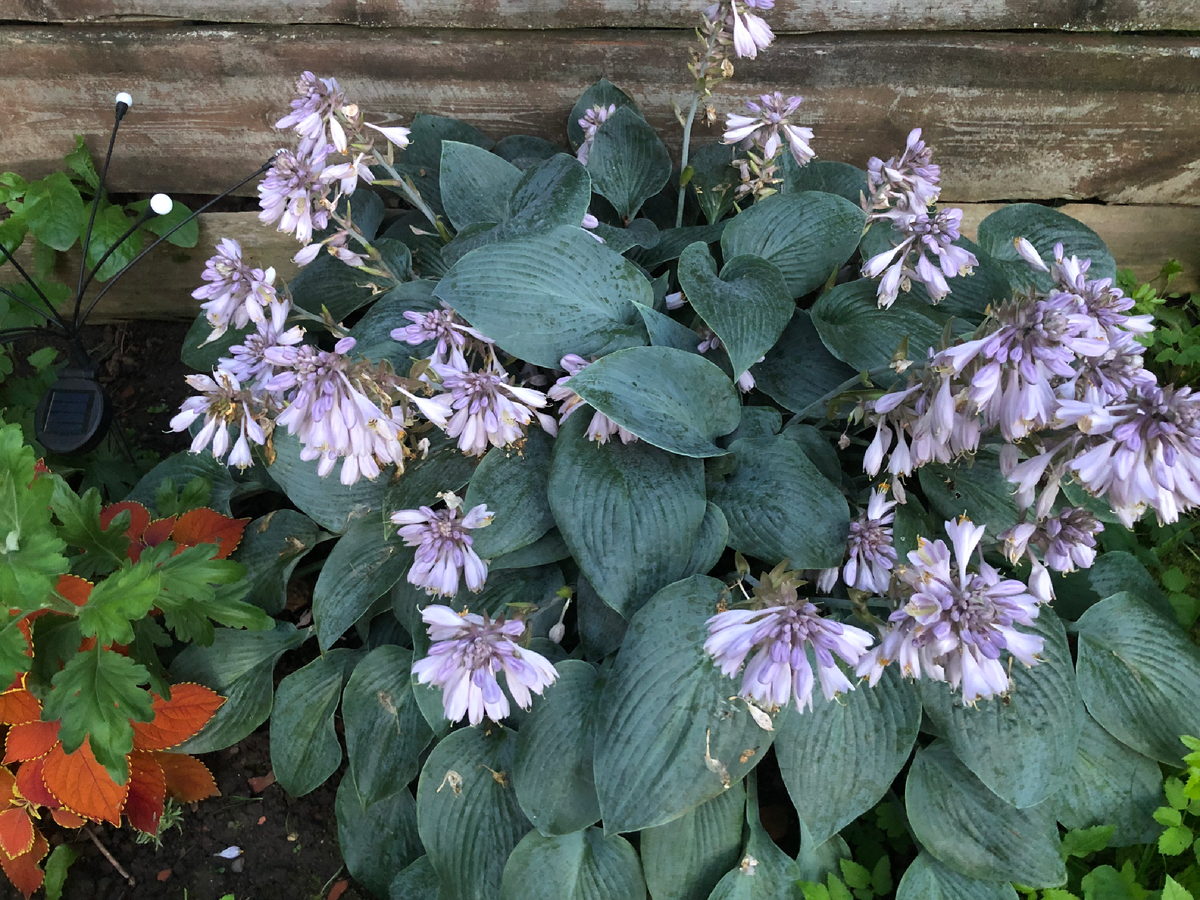 Хоста с необыкновенными цветами, август 2025