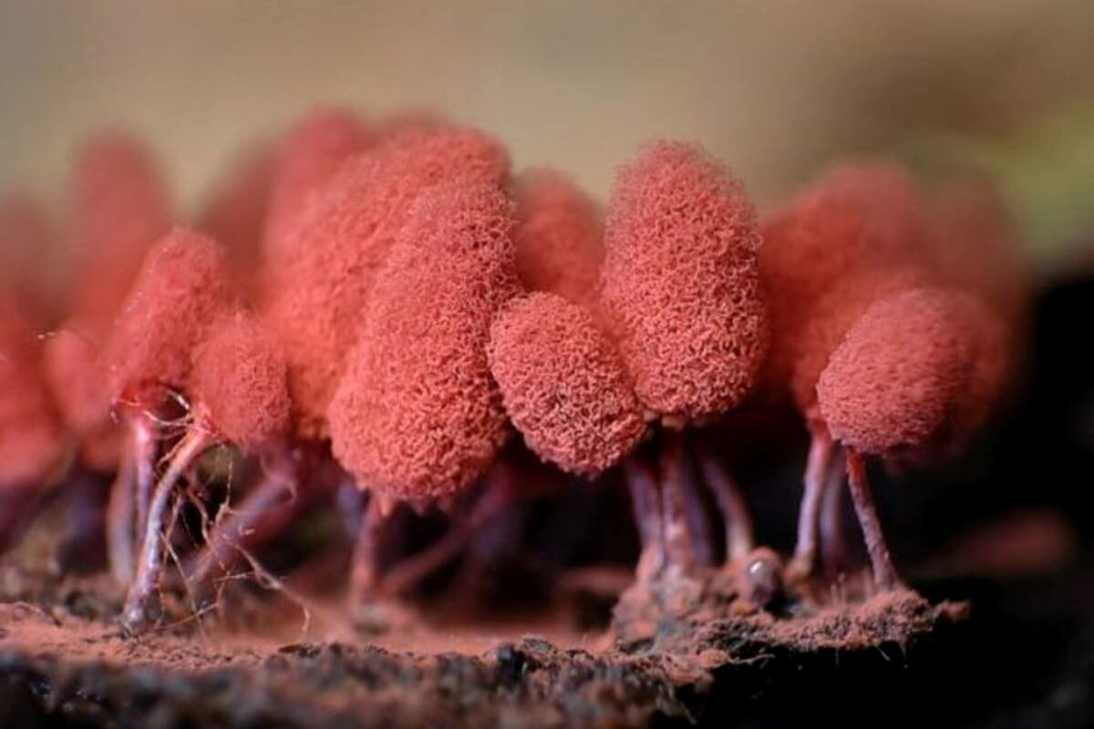 Источник: https://goo.su/H26A7x2