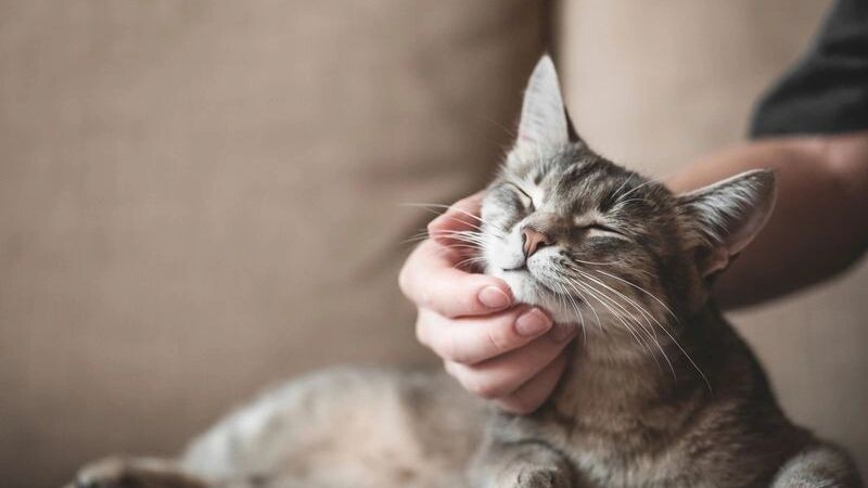    Фото: Sozina Kseniia / Shutterstock / Fotodom