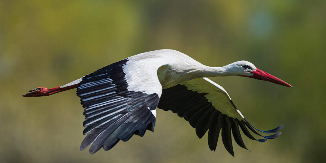 В Сочи прилетели белые аисты
