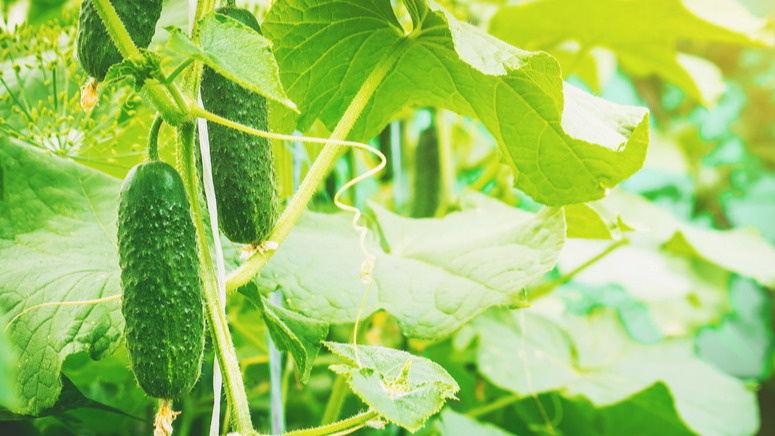 Подкармливаю огурцы борной кислотой и золой в августовские дожди. Плодоносят до октября при любой погоде