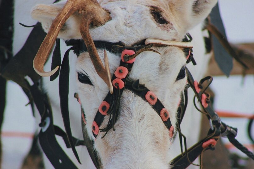 Серия фотографий «День оленевода или «ненецкая Масленица». Фото: Петр Юнкер