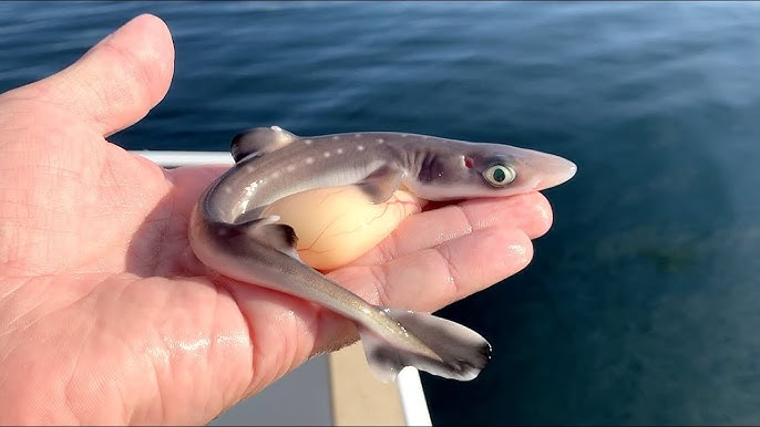 Катран: Ядовитый и кусается. О крупнейшей акуле Чёрного моря и современных реалиях
