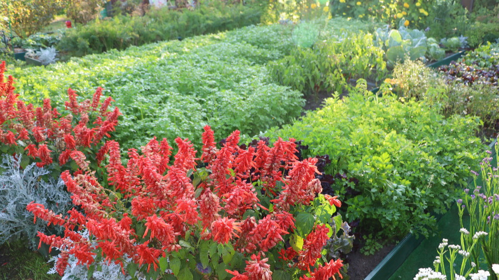 Честный подсчет затрат на огород оказался шокирующим