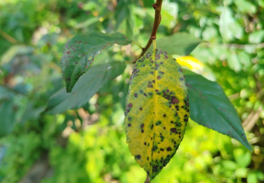  Пятна на листьях вишни