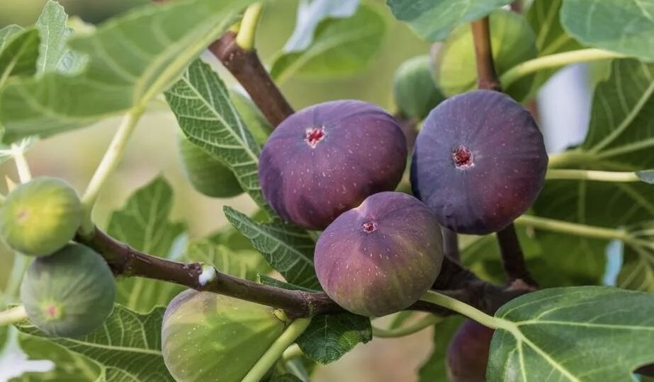 Как вырастить инжир под Москвой: сорта, посадка и зимовка