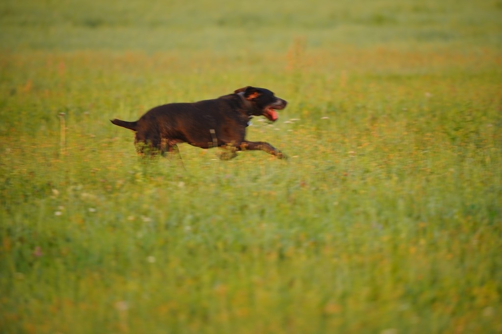 Дон резвится на просторах поля
