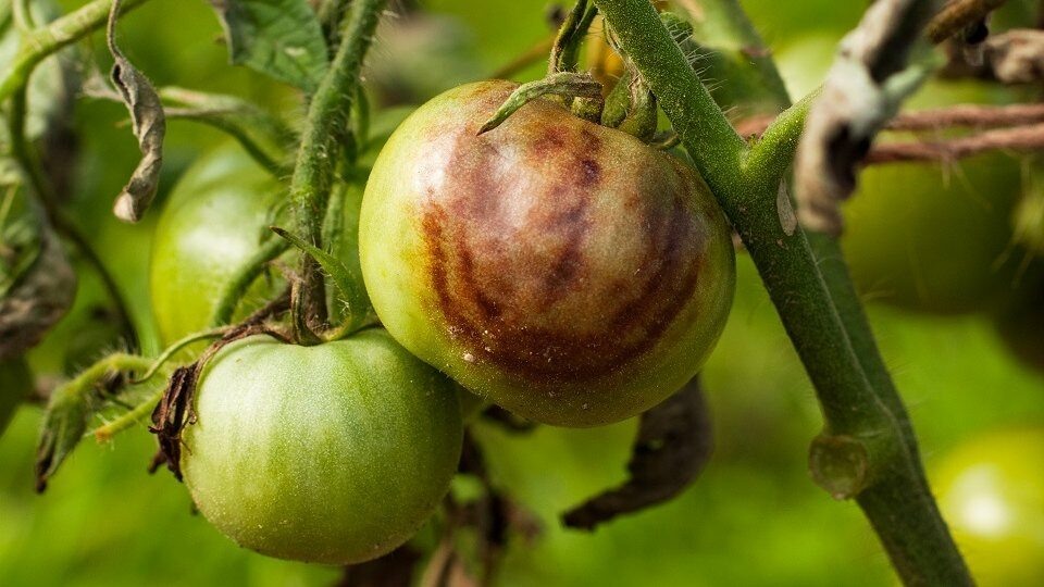 Фитофтора на помидорах: откуда берется эта болезнь, как ее распознать и чем лечить