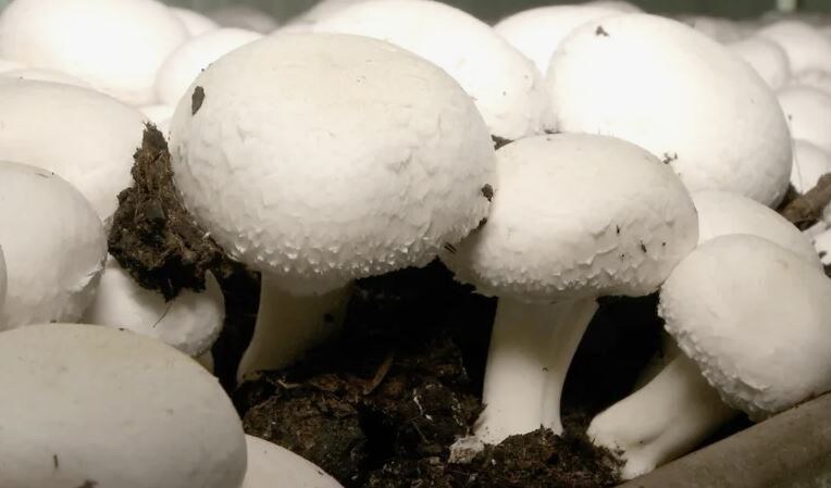 Выращивание шампиньонов на даче: пошаговая инструкция для новичков