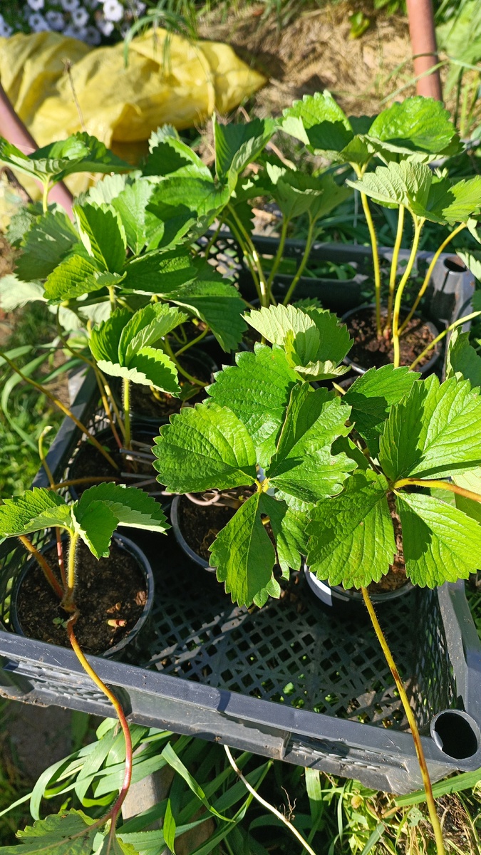 Стаканчики с рассадой ждали меня почти неделю