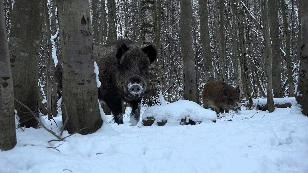 Кабан насторожился