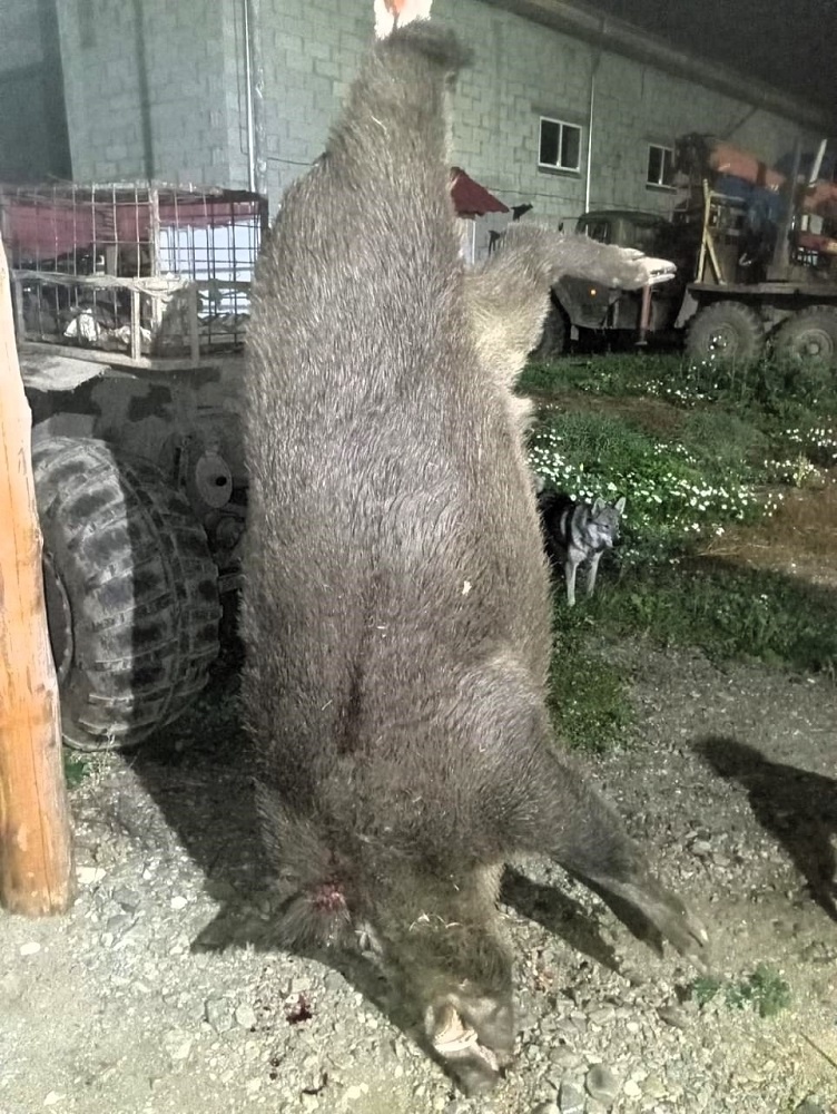 Добытый кабан