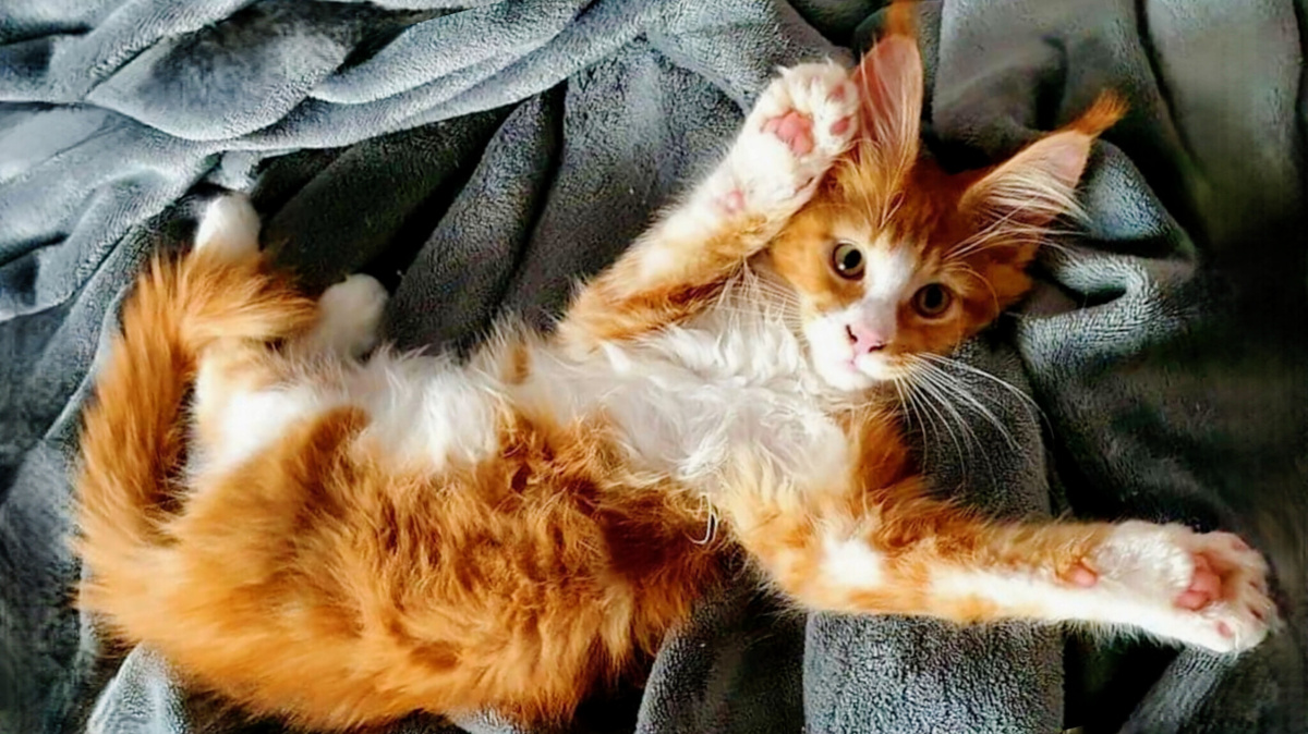 Маленький мейн-кунчик готов радовать хозяев