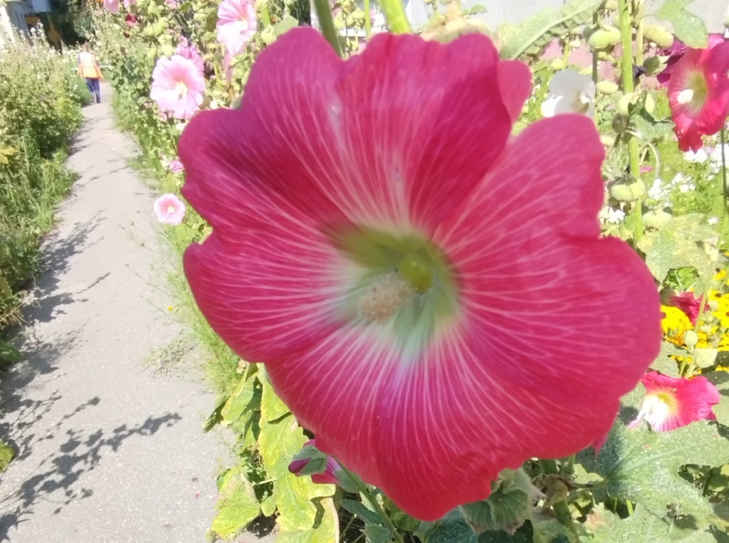 Мальва в городе 