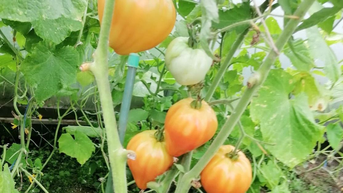 Из 6 кустов нормально развились только 2. 