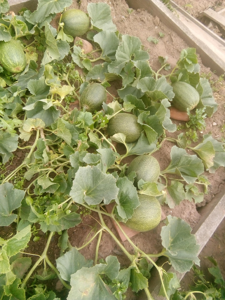 Дыня"Колхозница" в прошлом году