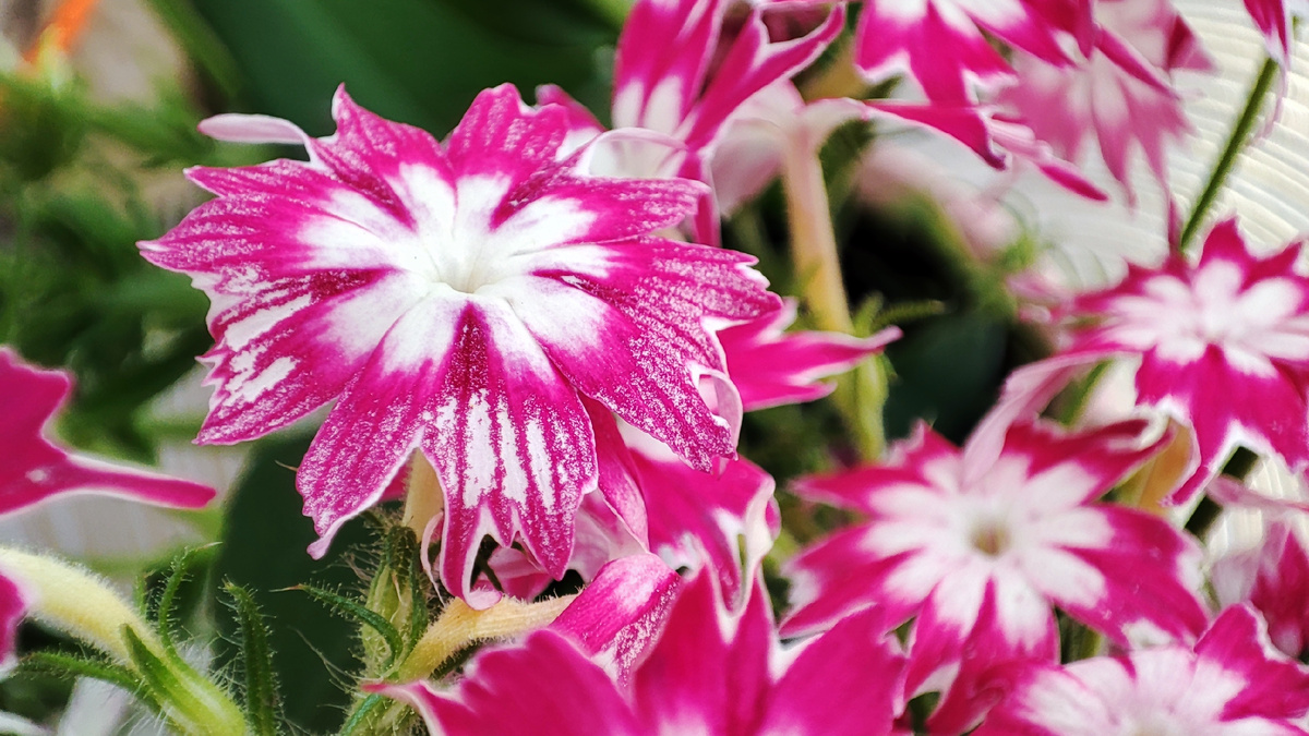 Это цветы из вазы крупным планом