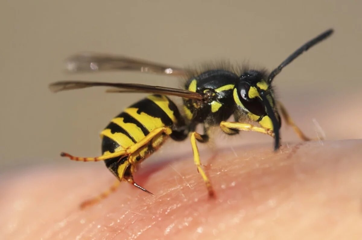    Врач Смирнова рассказала, что делать после укуса осы
