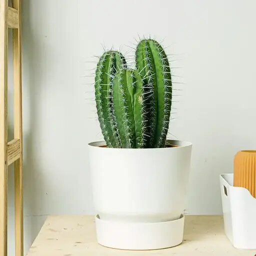   Кактус полаския от AzaliaNow Мария Казённова