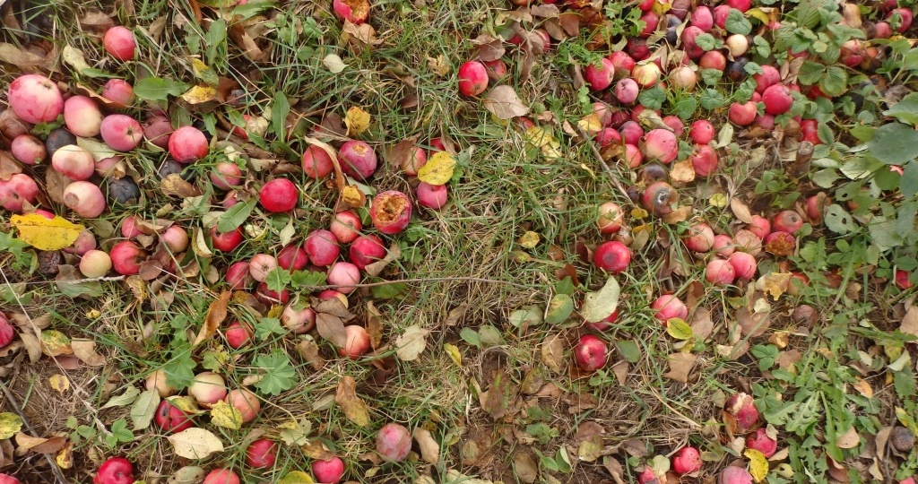 Почему осыпаются яблоки и груши