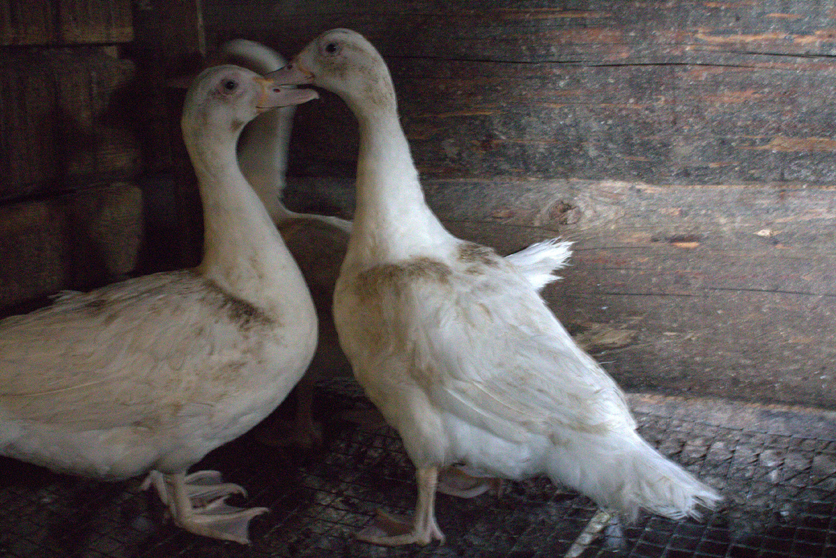 Это уже дети этих уток. Не нашла родителей. Крепкие, ладные, большие. Им тут еще двух месяцев нет, даже не появились как следует наросты на клювах...