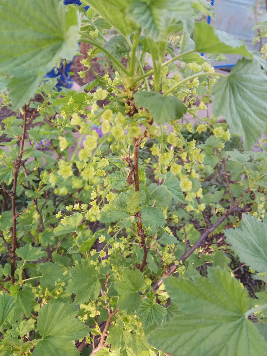 Черная смородина - русский суперфуд