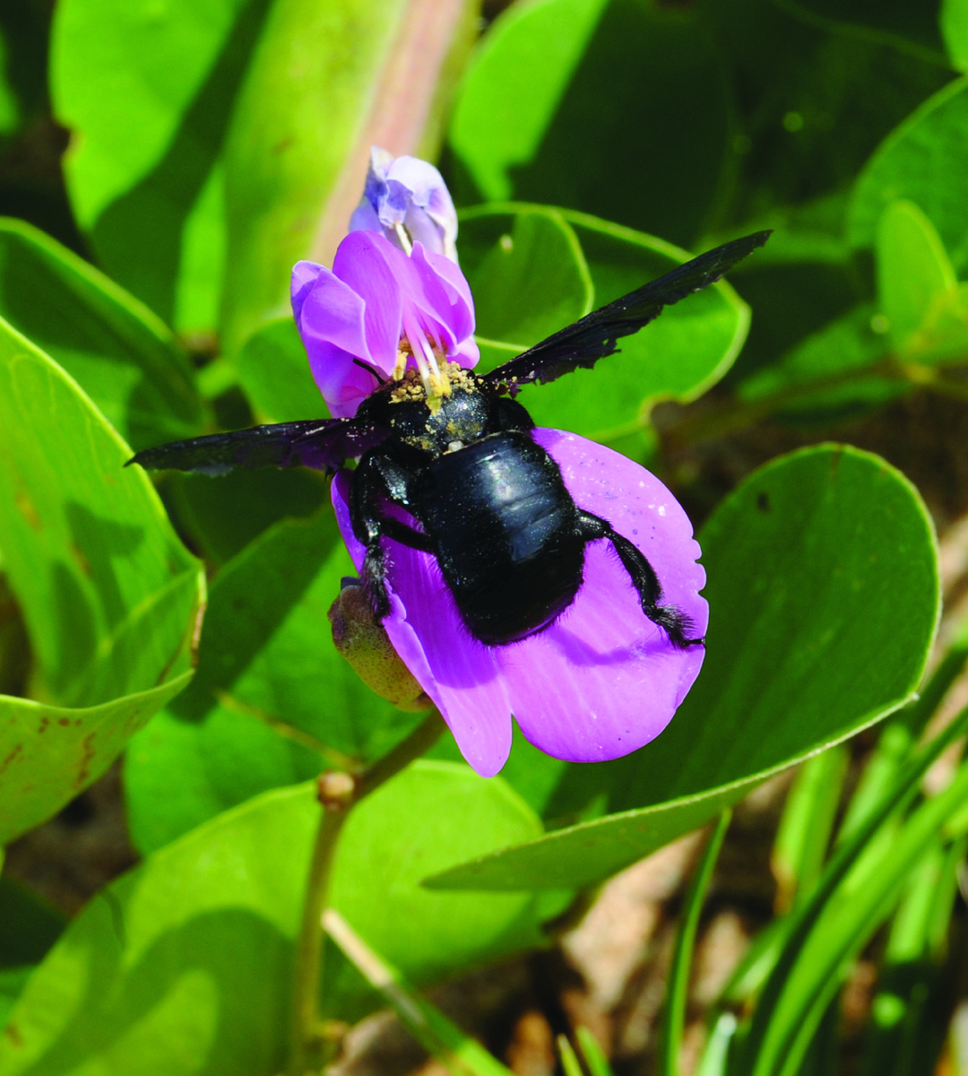 Проникая в цветок бобового, пчела-плотник ксилокопа неизбежно прикасается к торчащим пыльникам. Таиланд.