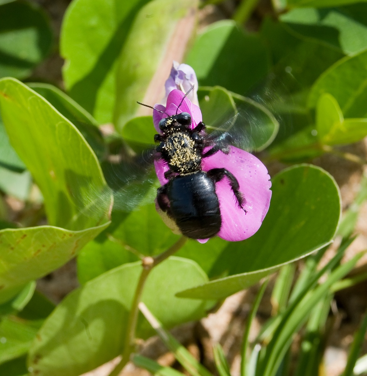 Покидающая цветок пчела. Спинка покрыта пыльцой