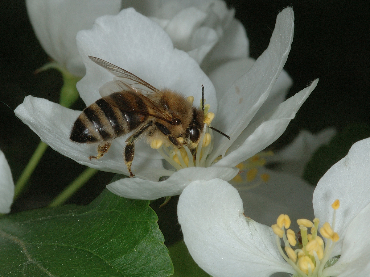 Медоносная пчела собирает нектар из цветка яблони. Мордочка испачкана в желтой пыльце