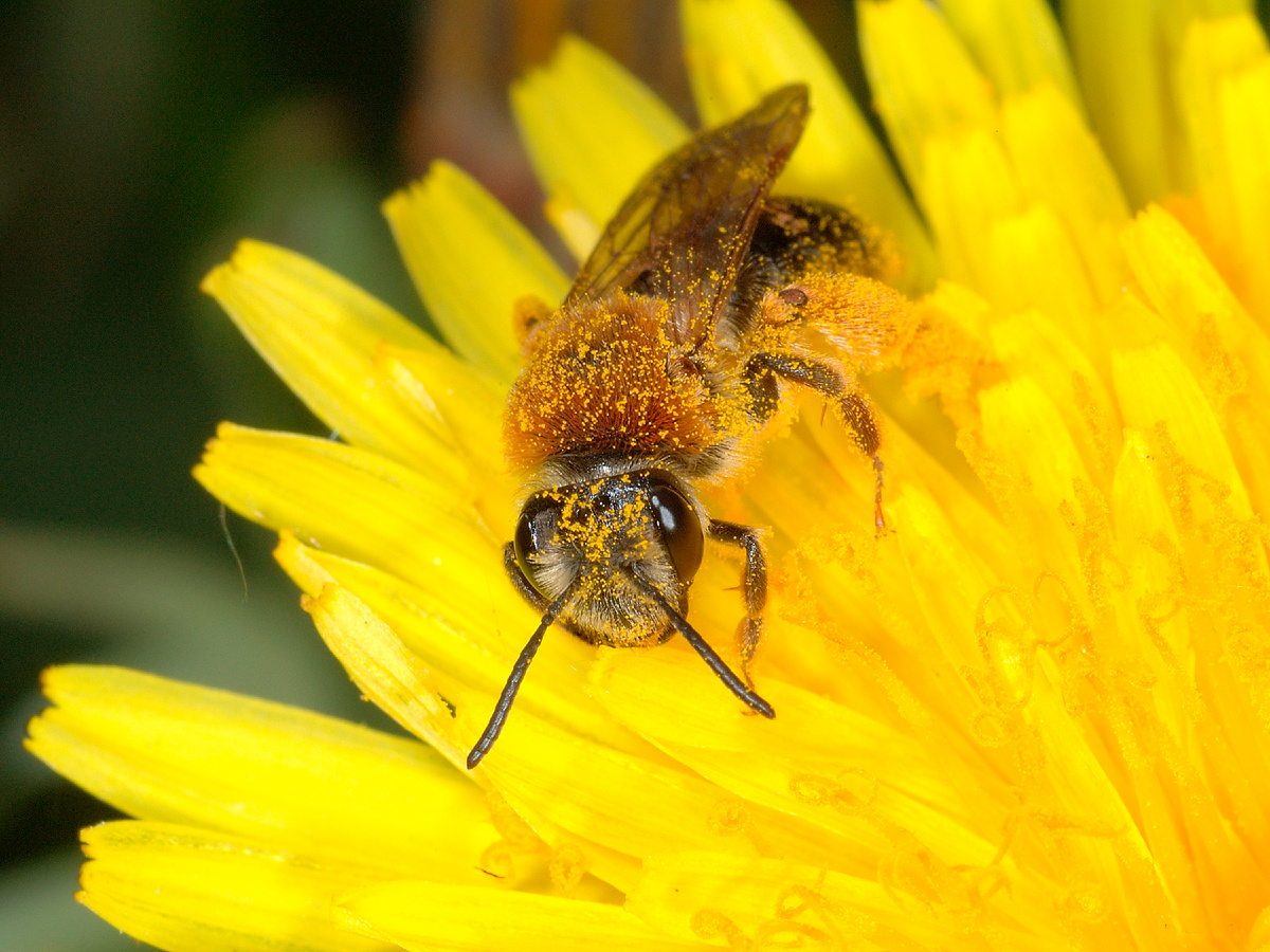 Пчела андрена кроваво-красная, или краснозадая (Andrena haemorrhoa) покрыта пыльцой одуванчика