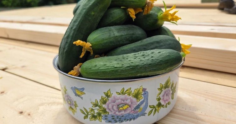    Фото: Лукьянов Дмитрий, AgroXXI.ru