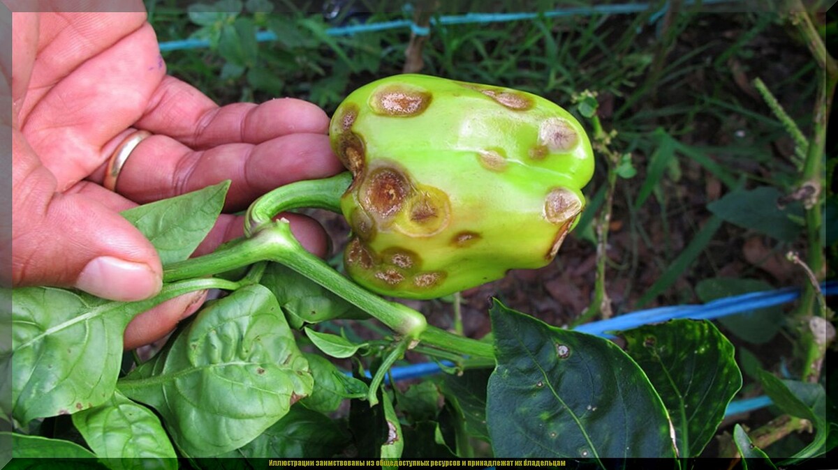 https://vk.com/photo-159774511_457272331. Антракноз сладкого перца